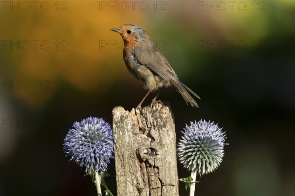 European robin (Erithacus rubecula) adult garden bird on a wooden post in summer, England, United