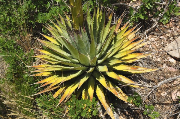 Green and yellow leaves of a Utah agave (Agave utahensis) in a natural, dry environment, Grand