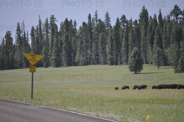 Herd of buffalo, American Bison (Bos bison), in a meadow next to a road with a warning sign, Grand