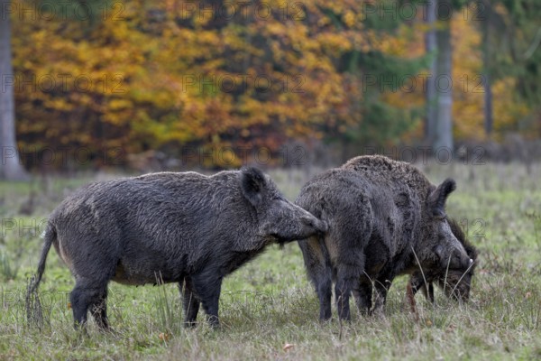 Through scent marks on themselves or on objects, conspecifics of an animal species receive a wide