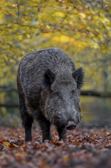 A wild boar (Sus scrofa) has sought out a quiet beech forest and is rummaging through the leaves