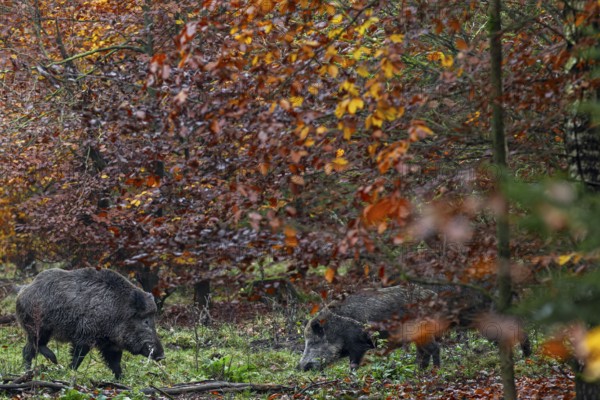 A wild boar (Sus scrofa) with saliva foam on its mouth approaches two wild boars looking for food