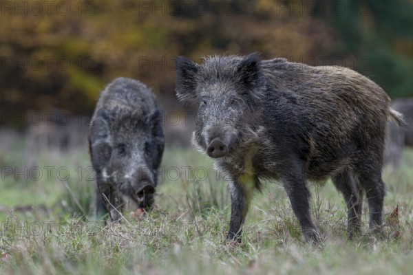 Wild boars (Sus scrofa) warn each other of supposed danger by making a loud blowing noise, after