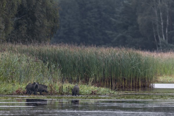 Wild boar (Sus scrofa) on the banks of a pond, Germany