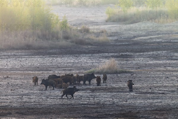 After the pack of wild boar (Sus scrofa) has stopped, the mother animals back up in all directions,