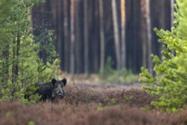 After missing this wild boar (Sus scrofa) on my first attempt to photograph it, I at least managed
