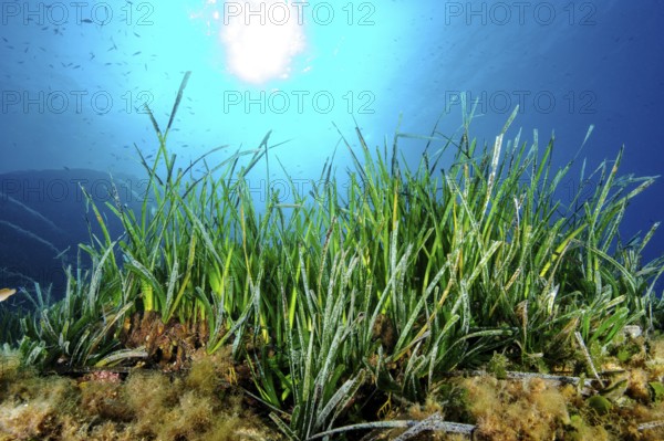 Underwater photo Partial view of seagrass meadow of Neptune grass (Posidonia oceanica) stores