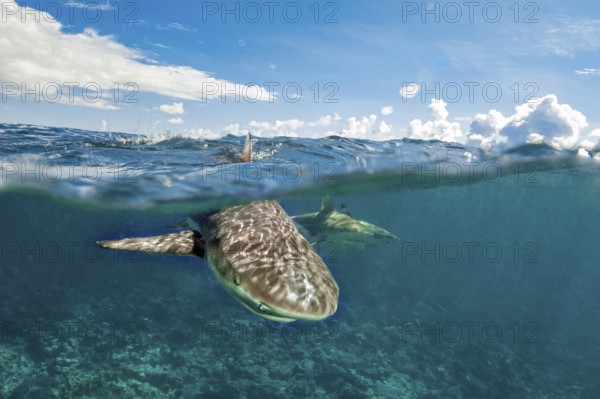 Underwater photo split shot half-and-half shot at sea surface water surface of blacktip reef shark