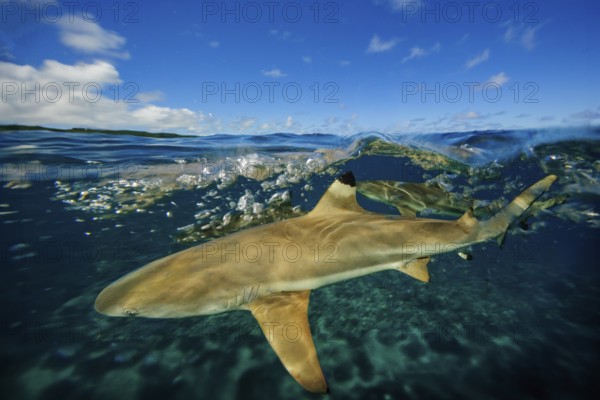 Underwater photo split shot half-and-half shot at sea surface water surface of blacktip reef shark