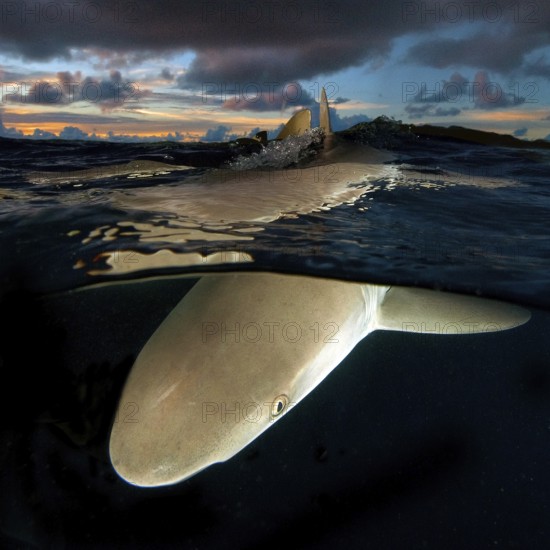 Underwater photo split shot half-and-half shot at sea surface water surface of Grey reef shark
