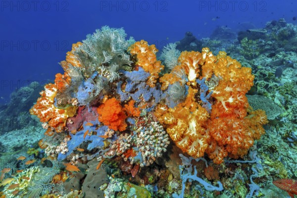 Underwater photo of colourful overgrown coral block with soft corals (Dendronephthya) and hard