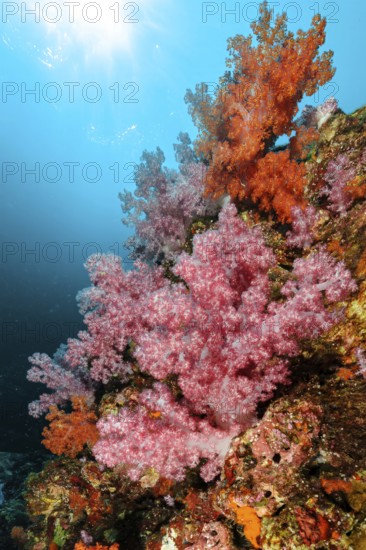 Colourful coral block with colourful soft corals (Dendronephthya) in a coral reef threatened by