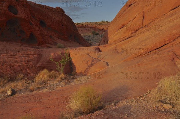 Red rocks with sparse vegetation illuminated by warm evening sun, Valley of Fire State Park,