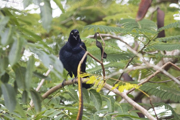 Yellow-eyed blackbird (Agelasticus xanthophthalmus) in the department of Petén, Guatemala