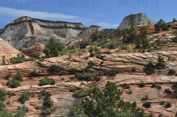 Ribbed rock structures with vegetation under a clear sky in a mountainous landscape, Zion National