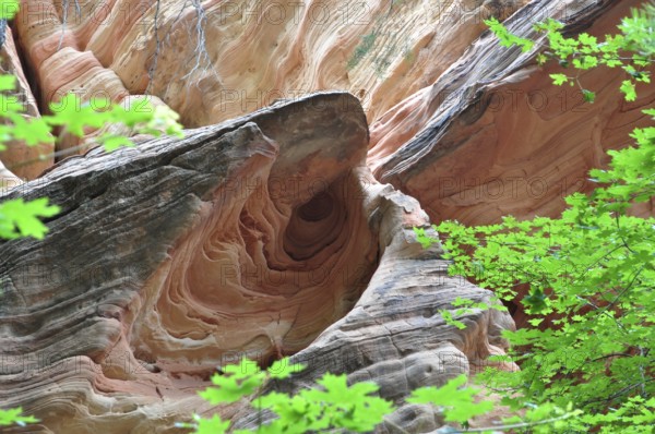 Fascinating rock formation with red sandstone surrounded by green leaves, Zion National Park, Utah,