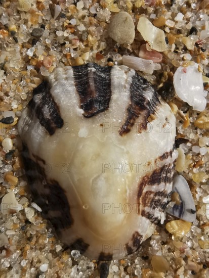 Large mussel shell (bivalvia) with stripes in the sand, detailed nature view on the beach, Algarve,