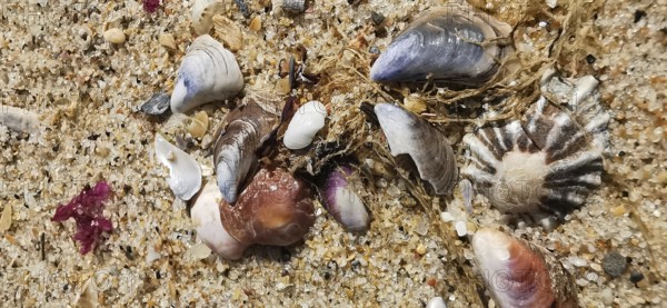 Mussels (bivalvia) and shells scattered in the sand on a beach, natural colours and textures,