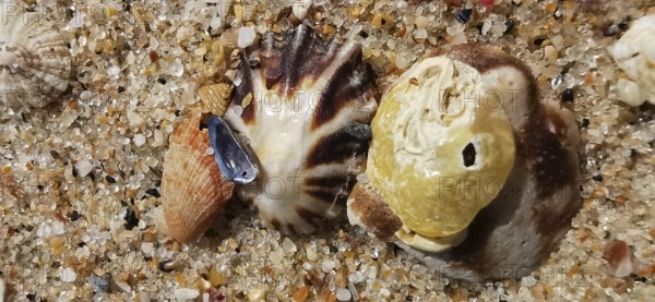 Close-up of two large mussels (bivalvia) and a small snail shell, Algarve, Portugal