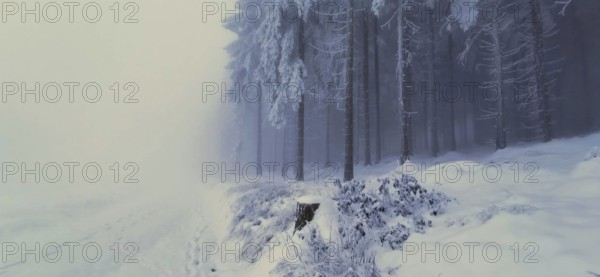 Snowy forest floor with foggy, quiet winter trees, winter, hiking in the Thuringian Forest nature
