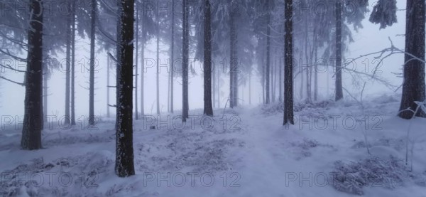 Foggy winter forest with snow-covered trees at dusk, winter, hiking in the Thuringian Forest nature