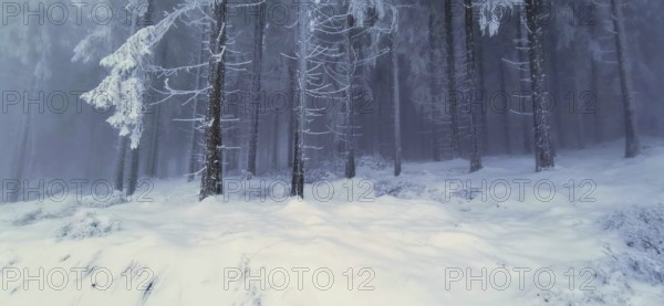 Snow-covered forest with frosty trees in winter, winter, hiking in the Thuringian Forest nature