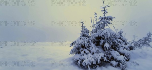Snowy conifers in a foggy winter landscape, hiking on the Rennsteig, Thuringian Forest nature park
