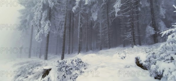 Snowy and frosty forest provides a quiet, cold atmosphere, winter, hiking in the Thuringian Forest