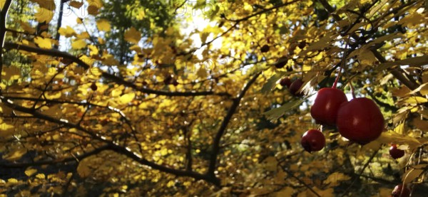 Red fruits hang on a branch surrounded by yellow autumn leaves in sunlight, Thuringian Forest