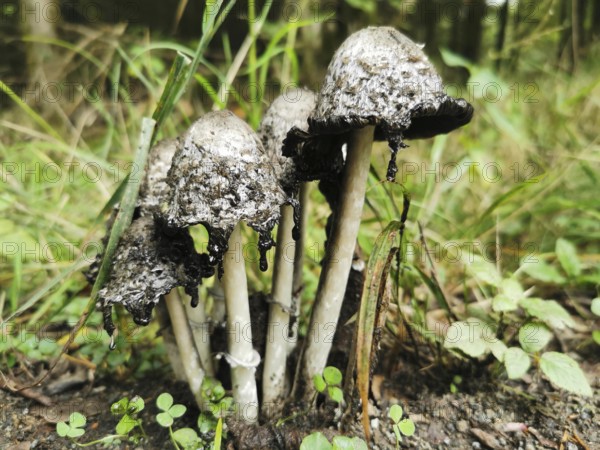 Black mushrooms, Tintlinge (coprinus) with hanging cap in the forest, Franconian Forest nature park