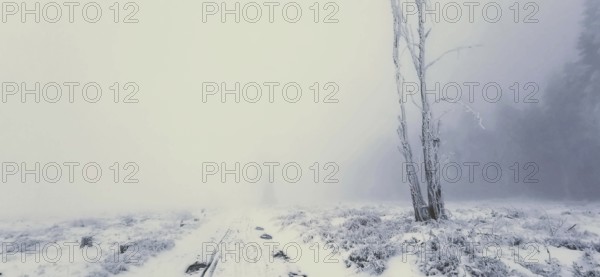 A lonely tree stands in a foggy, snowy winter field, winter hiking, Rennsteig, Thuringian Forest