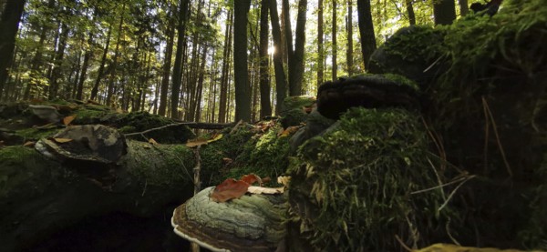 Illuminated forest, mystical, atmospheric atmosphere with sun rays and thick moss, tree sponges,