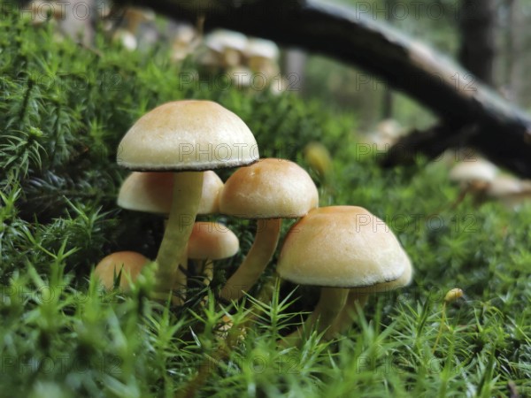 Close-up of Sulphur tuft (hypholoma fasciculare), mushrooms standing in green moss in a forest,