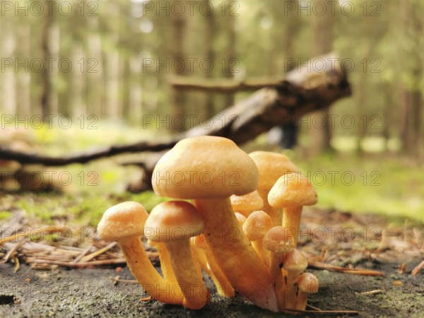 Group of Golden needle mushrooms (Flammulina velutipes) on forest floor with wooden trunks in the