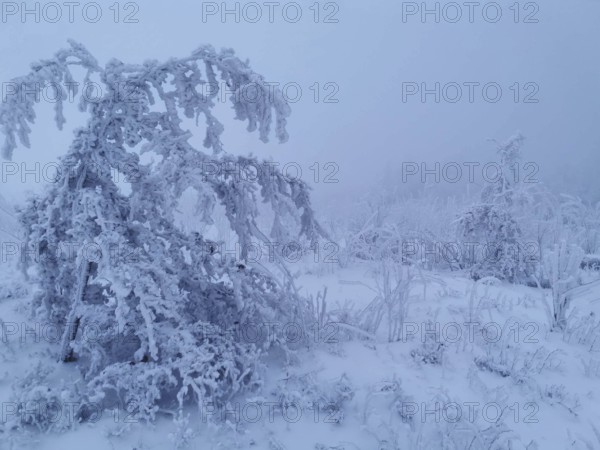 A frost-covered, foggy winter landscape with snow-covered trees, winter, hiking in the Thuringian