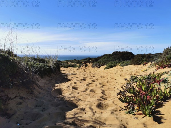 A sandy trail leads through dense plants, reveals the bright blue sky in the background, hiking on