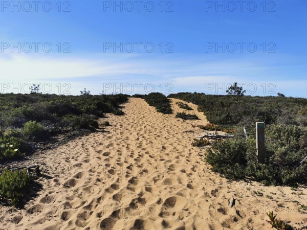 Sandy trail through thick vegetation with clear sky in the background, quiet atmosphere, hiking on