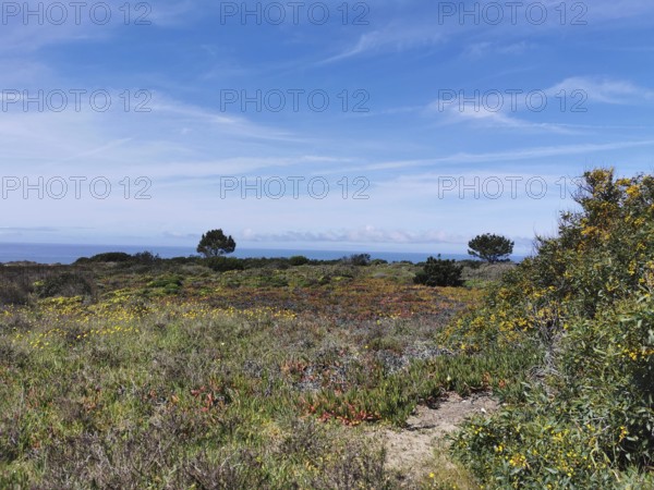 Extensive meadow landscape with colorful wildflowers and blue sky, natural surroundings, hiking on