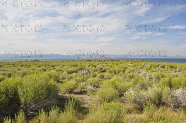 An expansive landscape with yellow rabbitbrush (Chrysothamnus vicidiflorus), a blue sky and