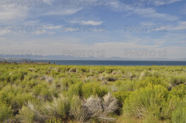 A hilly riparian landscape with shrubs, yellow rabbitbrush (Chrysothamnus vicidiflorus), a lake,