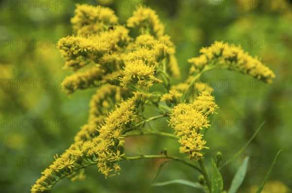 The giant goldenrod, Solidago gigantea, a neophyte from North America, has become native to the