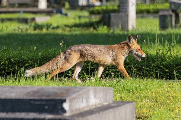 A mature red fox (Vulpes vulpes) runs across green grass between graves in a cemetery on a sunny