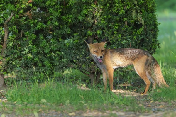 A mature red fox (Vulpes vulpes) stands next to a hedge in a cemetery on a sunny day. Vienna,