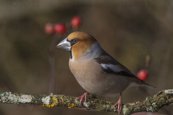 Male hawfinch (Coccothraustes coccothraustes) on a branch with a background of rose hips,