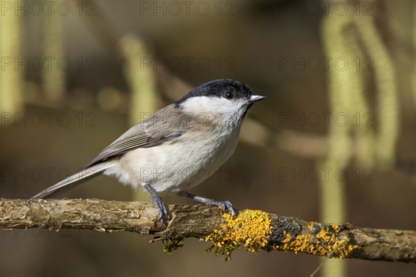 Marsh tit (Parus palustris) sitting on a branch with yellow moss in nature, Baden-Württemberg,