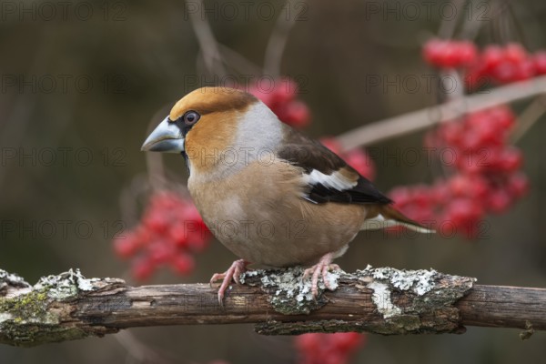 A male hawfinch (Coccothraustes coccothraustes) sitting on a branch with red berries of the common