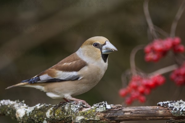 Female hawfinch (Coccothraustes coccothraustes) sitting on a branch, red berries of the common