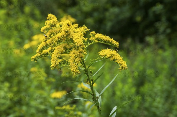 Wild-growing giant goldenrod, Solidago gigantea, as a neophyte from North America in a nature