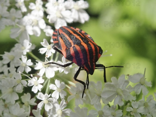 Red and black striped beetle, striped bug (Graphosoma italicum), sitting on a white flower in