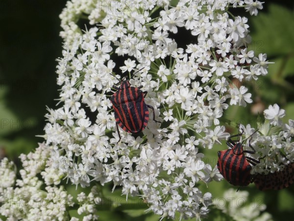 Two striped beetles, stripe bug (Graphosoma italicum), on white flowers in close-up view with vivid